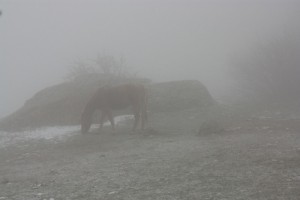 туман демерджи лошадь