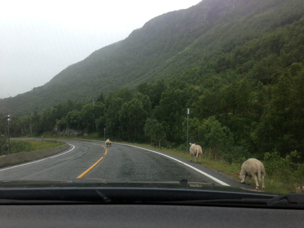 овцы на дорогах норвегии