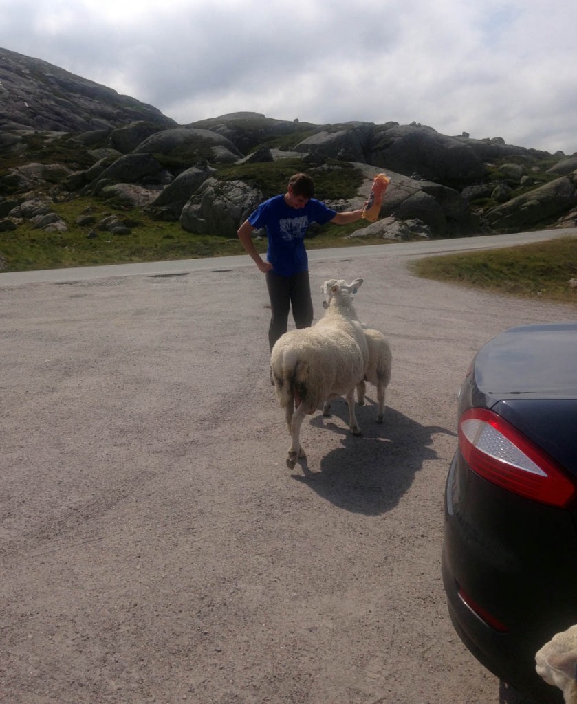 Норвегия овечки