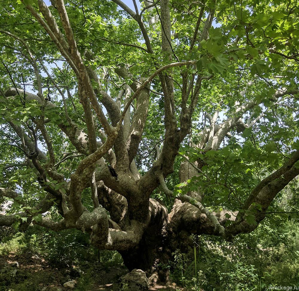 огромное дерево платан