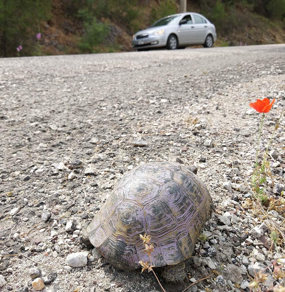 черепаха переходит дорогу в турции